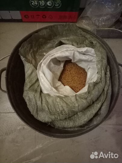 Горчица белая сидерат