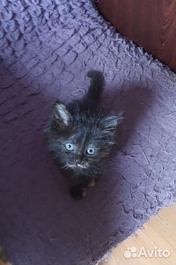 Маленькая кошечка