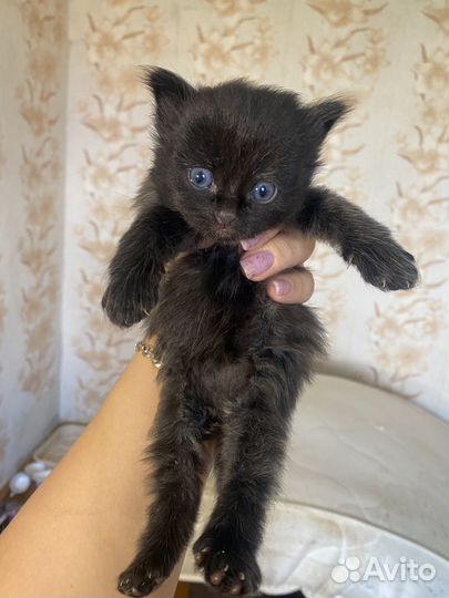 Котята в дар бесплатно