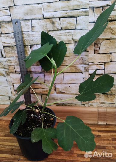 Мирт. Инжир. Гранат