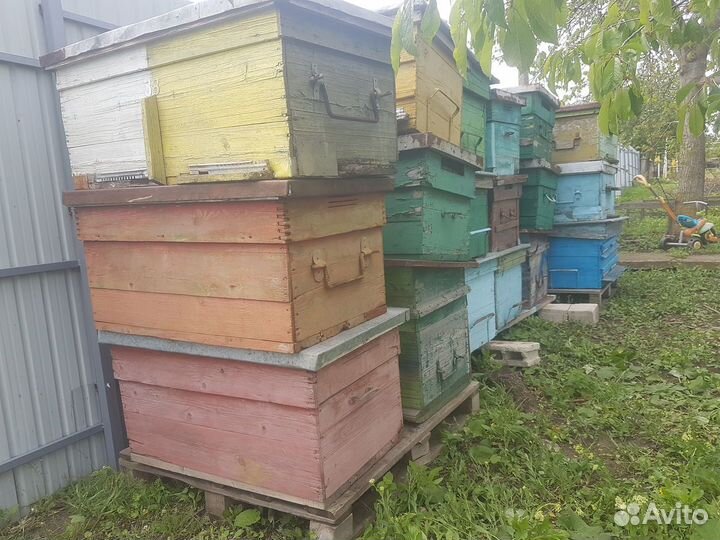 Продаются ульи