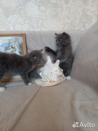 Котята ищут свой новый дом