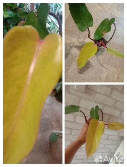 Филодендрон, сингониум