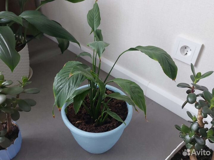 Спатифиллум