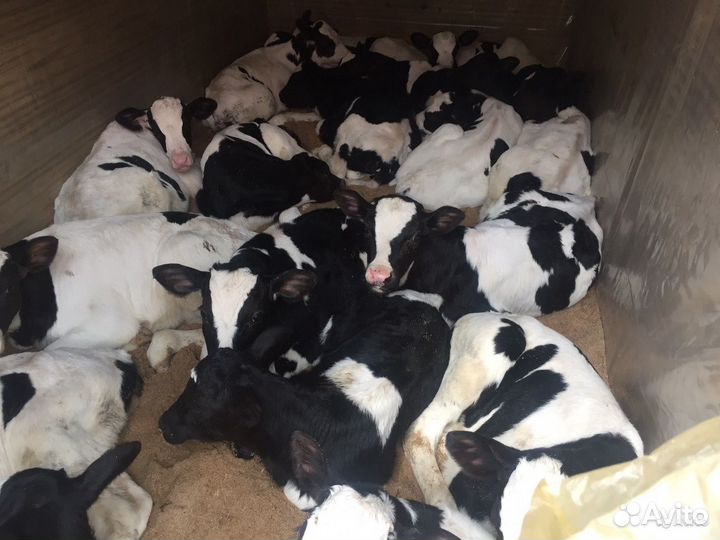 Телята на откорм