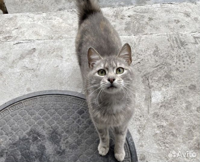 Кошки в добрые руки даром