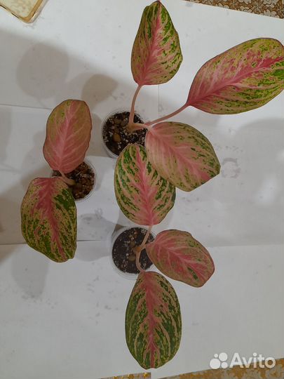 Аглаонема Роуз Нерф