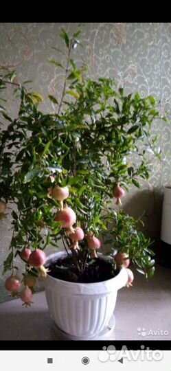 Граната черенки