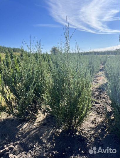 Можжевельник Блю Эрроу с гарантией приживаемости