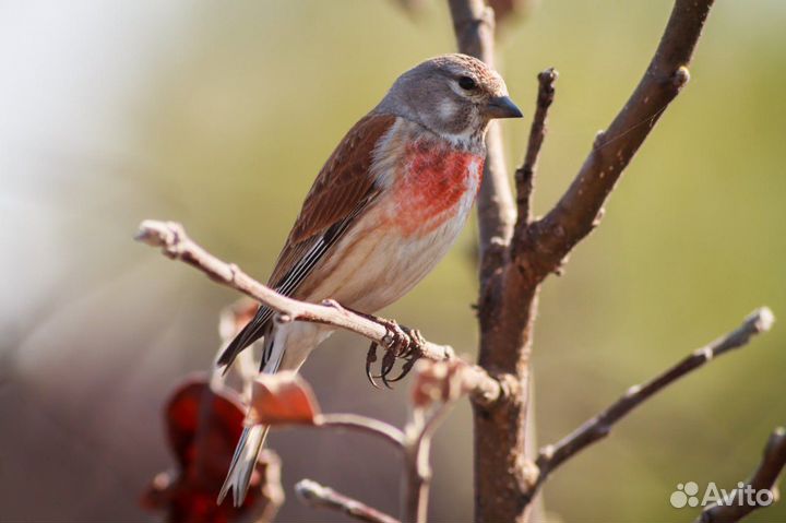 Снегири, коноплянки, щеглы и др. певчие птицы