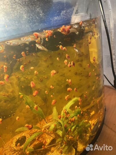 Улитки аквариумные