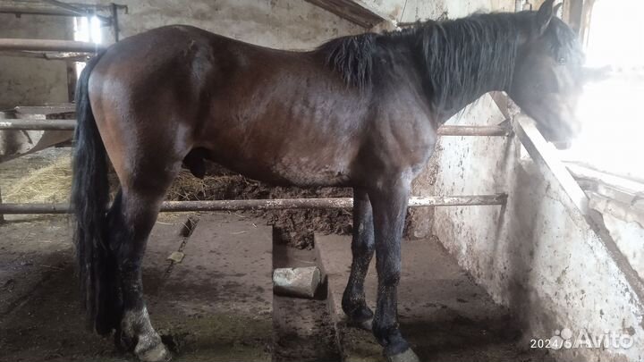 Лошадь жеребец