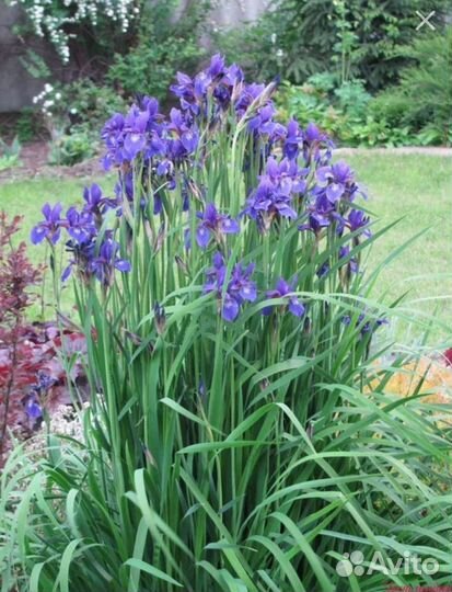 Флоксы, энотера, ирис сибирский, гвоздика турецкая