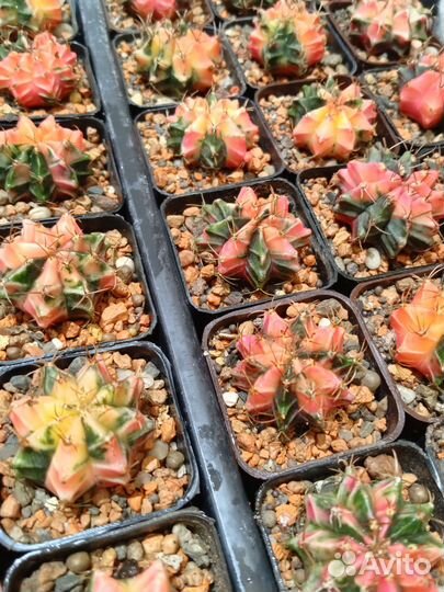 Гимнокалициумы вариегатные