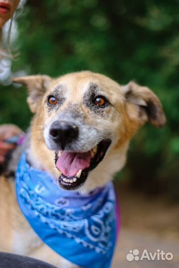 Вернули в приют, снова ищет дом милая собака