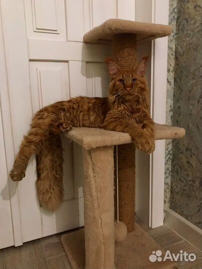 Мейн-кун вязка