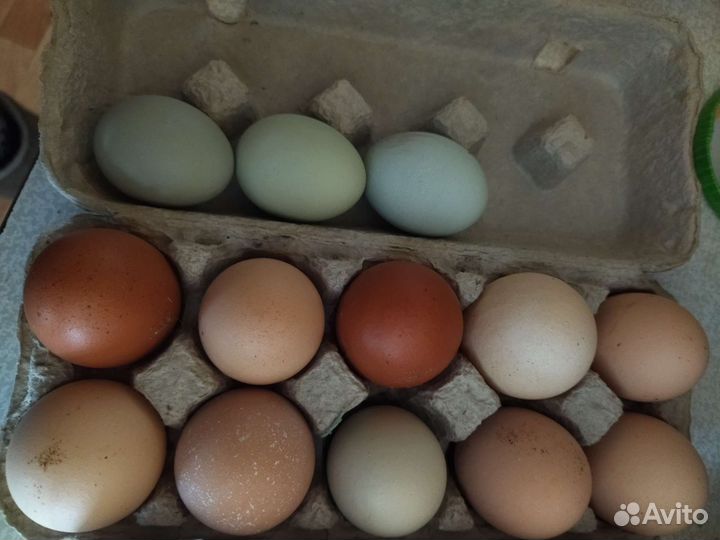 Инкубационное яйцо кур