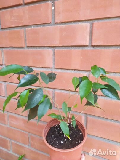 Фикус бенджамина