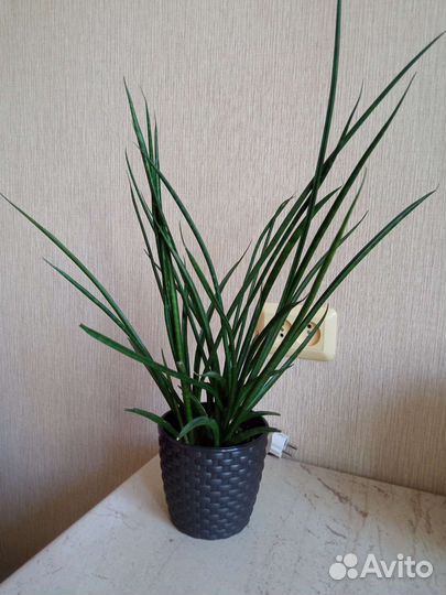 Сансевиерия цилиндрика