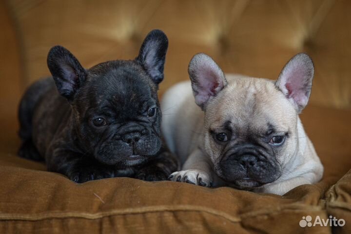 Французский бульдог