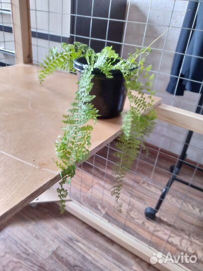 Комнатные цветы