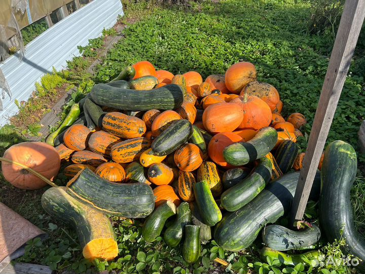 Тыква на корм скоту тонны две, самовывоз