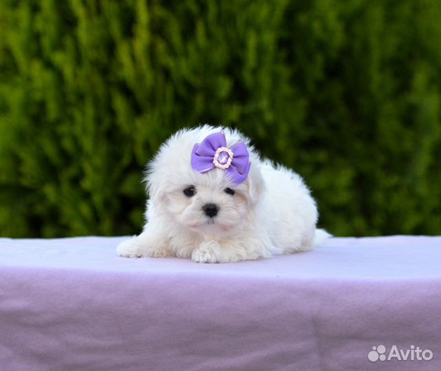 Мальчик Мальтезе