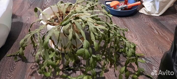 Цветы горшки бесплатно отдам