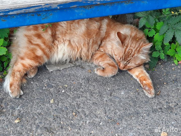 Ищет дом и любящую семью