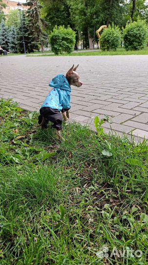 Комбинезон дождевик для собаки s