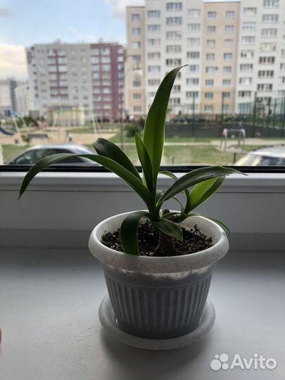 Пальма юкка