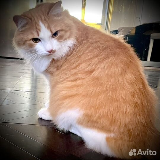 Ремонт квартир