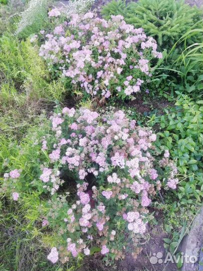 Многолетние садовые растения