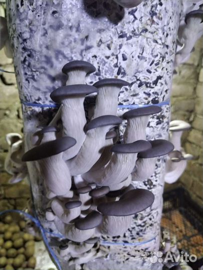 Готовые блоки Вешенки