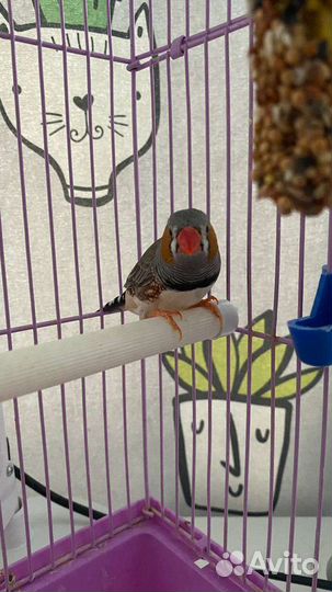 Амадин с клеткой