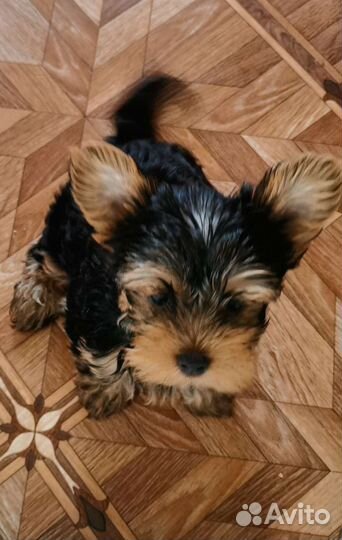 Йоркширский терьер