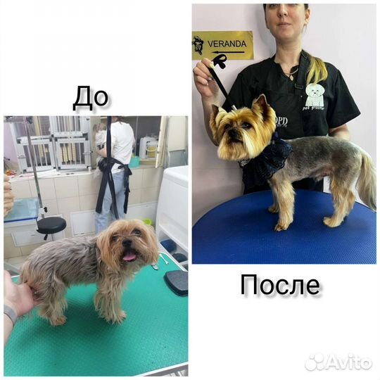 Груминг собак, кошек