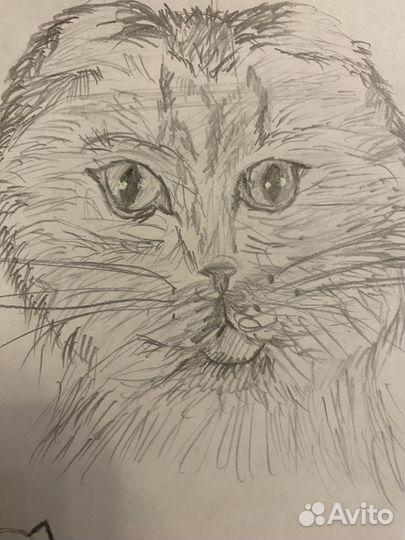 Нарисую вашего питомца