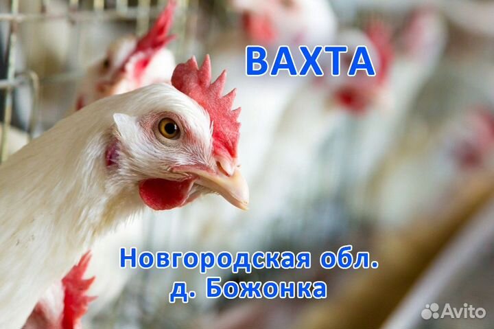 Рабочий птицефабрики (Вахта)
