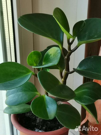 Пеперомия с бесплатной доставкой