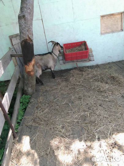 Молодая коза