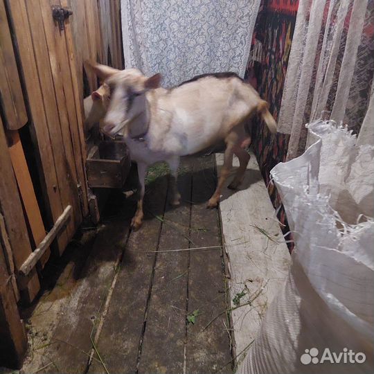 Доеные козочки