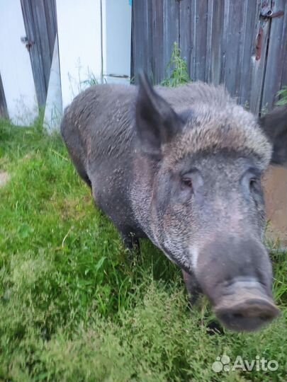 Кабан - дикая свинья