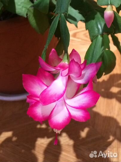 Цветы декабристов разнова цвета