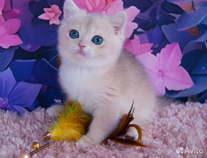 Британский котик голубое золото ay12