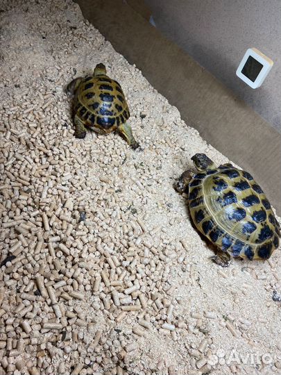 Черепаха сухопутная с террариумом
