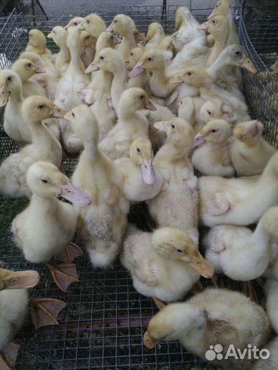 Утята, Бройлер, Мулард