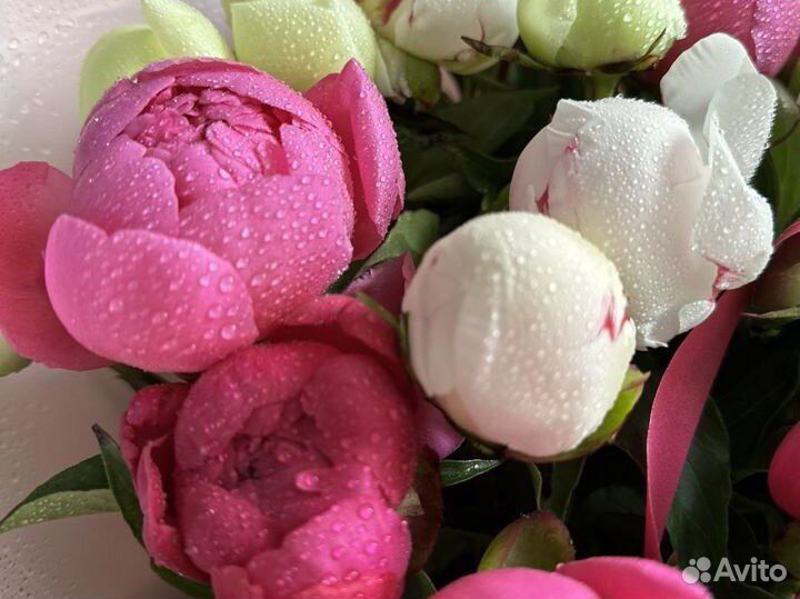 Пионы букет