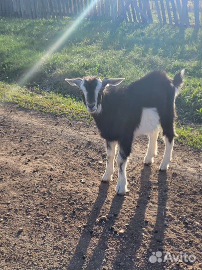 Продам козлят