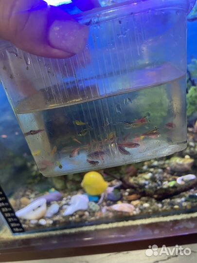 Аквариумные рыбки